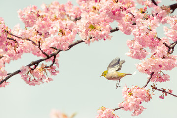 メジロと桜