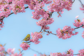 メジロと桜
