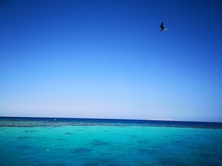  bright sun and sky above the sea, bird seagull flying, sunset