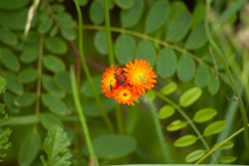 orange flower
