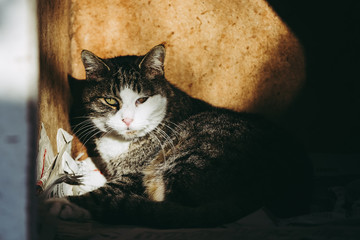 Chat de gouttière tigré couché dans un coin