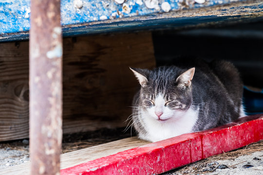 191 Best Chat Gris Images Stock Photos Vectors Adobe Stock