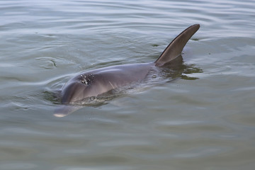 Großer Tümmler (Tursiops)  am Strand. Westaustralien