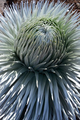 Fototapeta premium Haleakalā National Park Hana Maui in Hawaii - OGG 