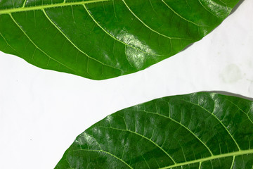 Tropical fresh green leaf on white background.