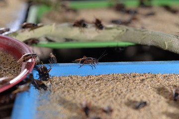 Raising crickets in a cement pond