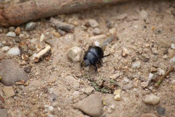 beetle on stone