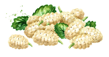 Heap of White mulberries with green leaves. Hand drawn watercolor illustration, isolated on white background