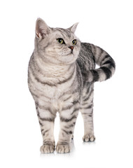 British Shorthair in studio