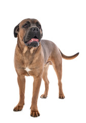 Obraz premium cane corso in studio