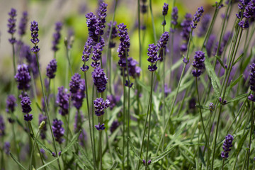 field of lavender flowers