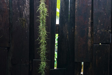 Green Spanich moss in front of the old wooden panel wall
