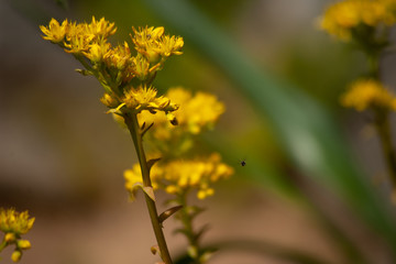 yellow flowers