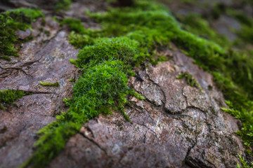 Fresh moss on the bark of an old tree