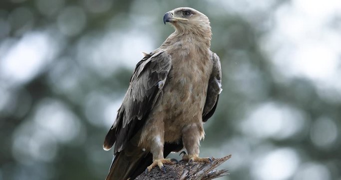 Portrait of a Tawny Eagle in the forest