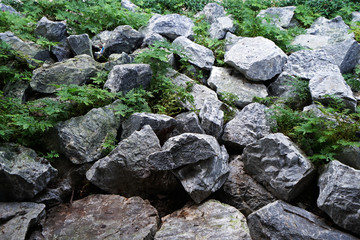 Close up green plant and big granite rock