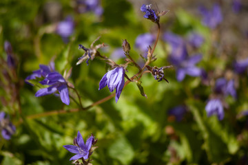 blue flowers in the garden