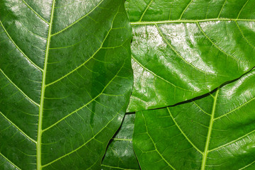 Fototapeta premium Green leaf texture natural background of tree leaves.