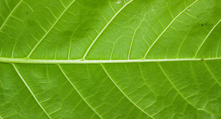 Green leaf texture natural background of tree leaves.