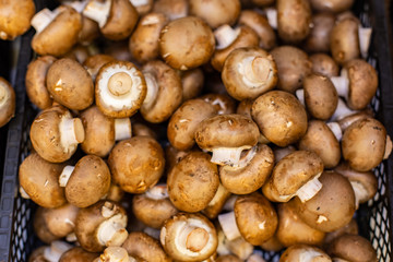 Mushrooms Agaricus bisporus, background backdrop. Fresh Ripe Edible Brown Agaricus Cultivated champignon Mushroom