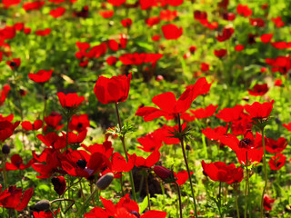 Red flowers and bright green grass