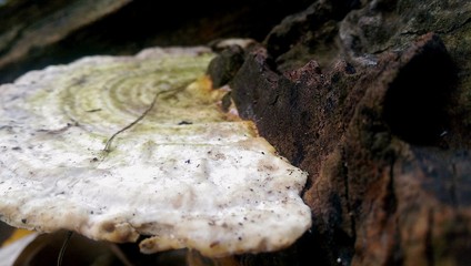 frog on rock