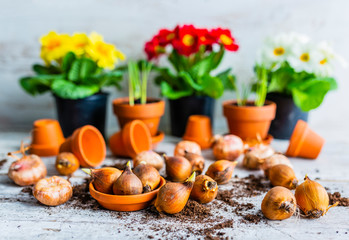 The first spring colorful flowers and bulbs ready for planting.