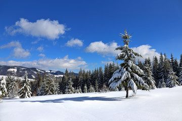 Lonely spruce and forest strip covered in snow in the Carpathian mountains in winter.