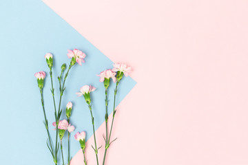 Carnation flowers on a pink and blue pastel background. Floral composition with place for text.