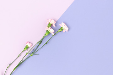 Pink carnation flowers on a purple pastel background. Floral composition with place for text.