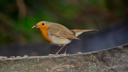 Robin Feeding on Sunflower Seeds