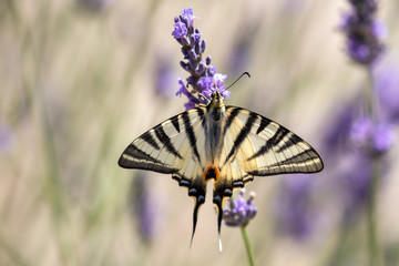 A scarce swallowtail (Iphiclides podalirius) on lavender flowers in Provence, France 
