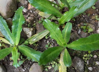 Green long coriander or culantro plant on the ground. Top view of culantro plant.