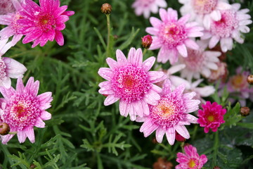 Obraz premium 雨に濡れたピンクの花