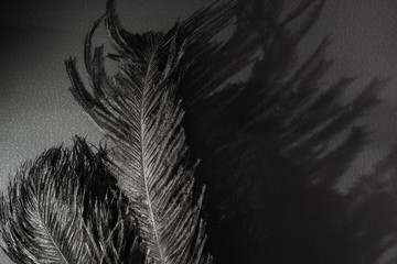 Black Ostrich feathers and magic shadow. Black monochrome background