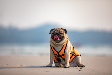 Happy dog pug breed wearing life jacket and sitting on beach feeling so happiness and fun vacations...