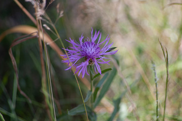wild flower