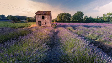 Fototapeta na wymiar Lavender field in bloom, Drôme provençale, France 