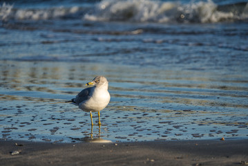 Eine Möwe Seagull Vogel beim Sonnenuntergang am Strand von Florida, Beine im Sand und Wellen im Hintergrund