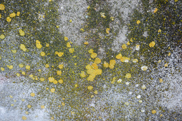Grunge concrete  color for texture background