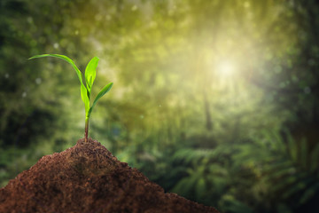  new plant in full of soil grass garden background copyspace