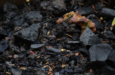 fire on a charcoal