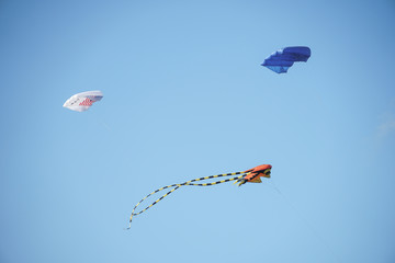 kite in the sky