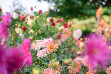 Dahlia flowers during blossoming