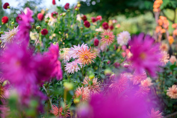 Dahlia flowers during blossoming
