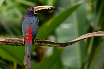 Halsbandarassari (Pteroglossus torquatus) in Costa Rica © Winfried Rusch