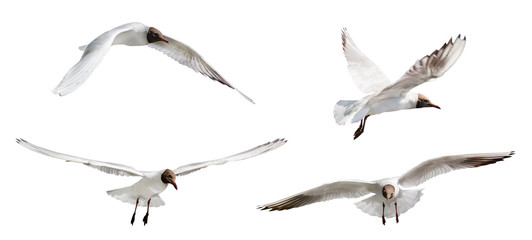 Fototapeta premium isolated four black head gulls flight