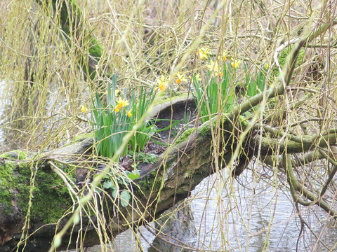 daffodils growing on the stem of a wheeping willow