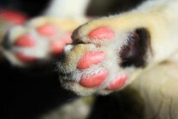 Close up of cat's paw