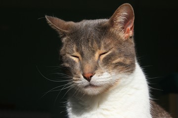 Cute cat face close up